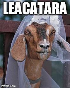 LEACATARA | made w/ Imgflip meme maker