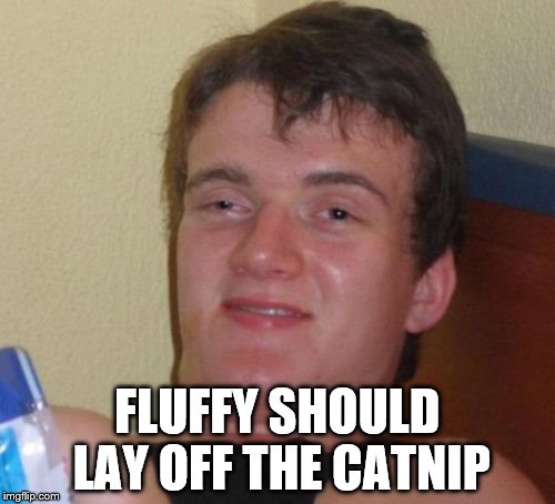 10 Guy Meme | FLUFFY SHOULD LAY OFF THE CATNIP | image tagged in memes,10 guy | made w/ Imgflip meme maker