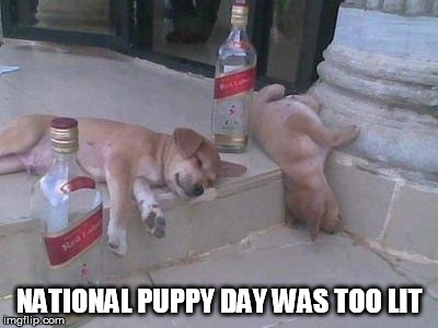 Turnt Puppies | NATIONAL PUPPY DAY WAS TOO LIT | image tagged in turnt puppies | made w/ Imgflip meme maker