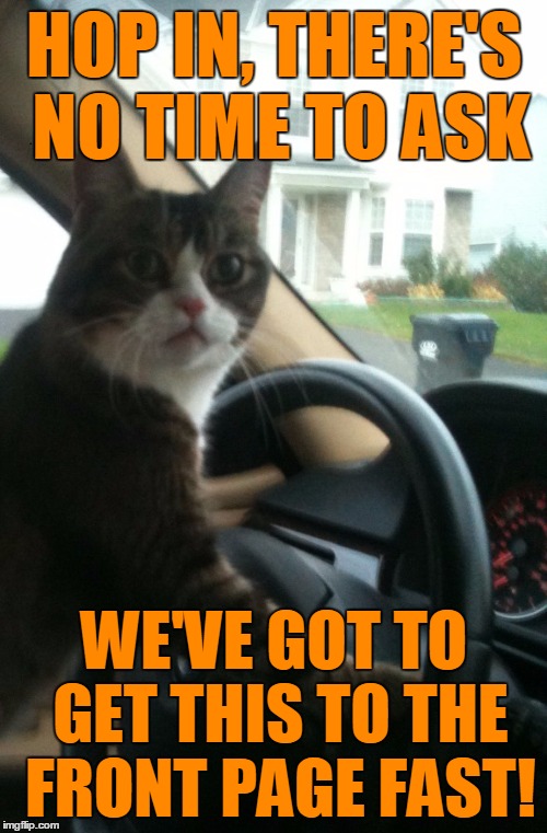 JoJo The Driving Cat | HOP IN, THERE'S NO TIME TO ASK WE'VE GOT TO GET THIS TO THE FRONT PAGE FAST! | image tagged in jojo the driving cat | made w/ Imgflip meme maker