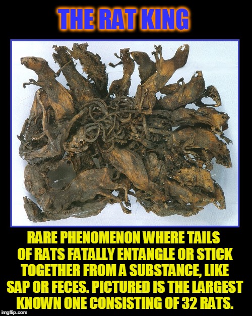 Rats Stick Together... LITERALLY | THE RAT KING; RARE PHENOMENON WHERE TAILS OF RATS FATALLY ENTANGLE OR STICK TOGETHER FROM A SUBSTANCE, LIKE SAP OR FECES. PICTURED IS THE LARGEST KNOWN ONE CONSISTING OF 32 RATS. | image tagged in vince vance,black rats,brown rats,rat pack,rodents,filthy animal | made w/ Imgflip meme maker