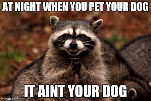 Evil Plotting Raccoon Meme | AT NIGHT WHEN YOU PET YOUR DOG; IT AINT YOUR DOG | image tagged in memes,evil plotting raccoon | made w/ Imgflip meme maker