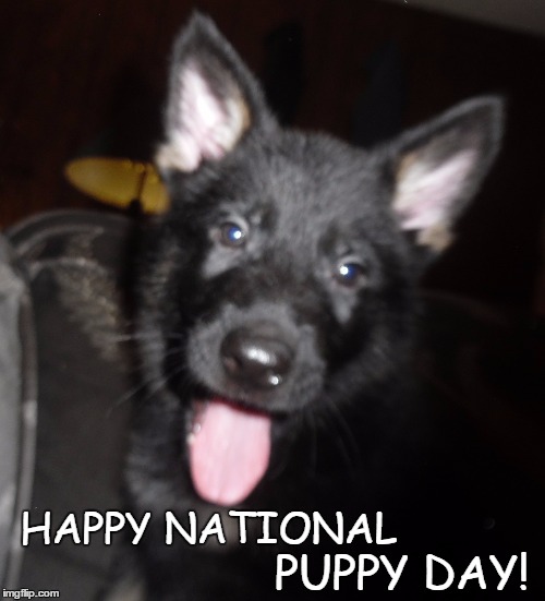 PUPPY DAY! HAPPY NATIONAL | image tagged in national puppy day,puppy,cute puppy,german german shepherd puppy | made w/ Imgflip meme maker