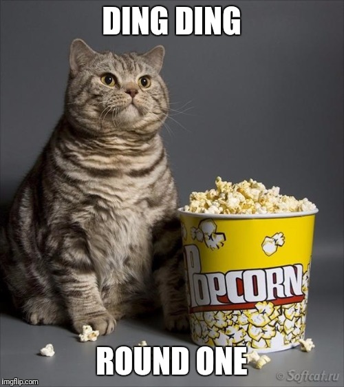 Cat eating popcorn | DING DING; ROUND ONE | image tagged in cat eating popcorn | made w/ Imgflip meme maker
