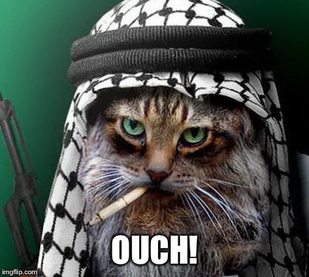 Sarcastic Terrorist Cat | OUCH! | image tagged in sarcastic terrorist cat | made w/ Imgflip meme maker