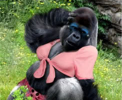 french-gorilla Blank Meme Template