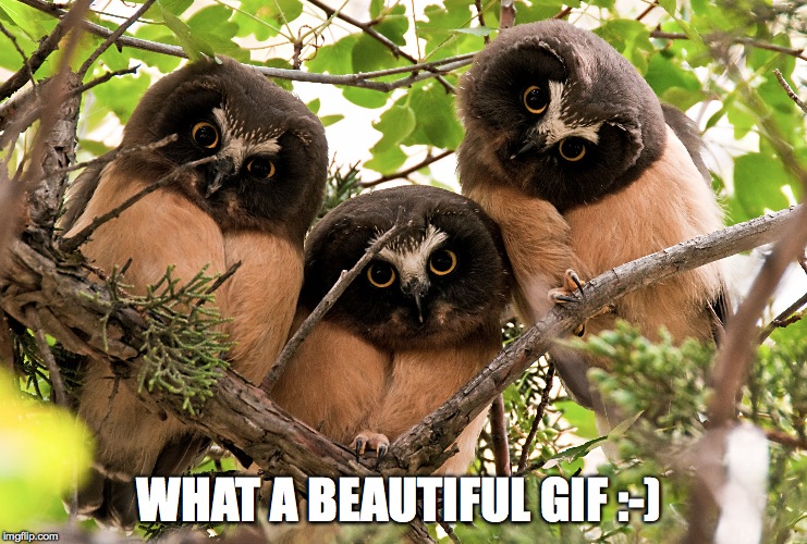WHAT A BEAUTIFUL GIF :-) | made w/ Imgflip meme maker