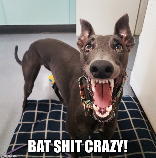 BAT SHIT CRAZY! | image tagged in doge,crazy | made w/ Imgflip meme maker