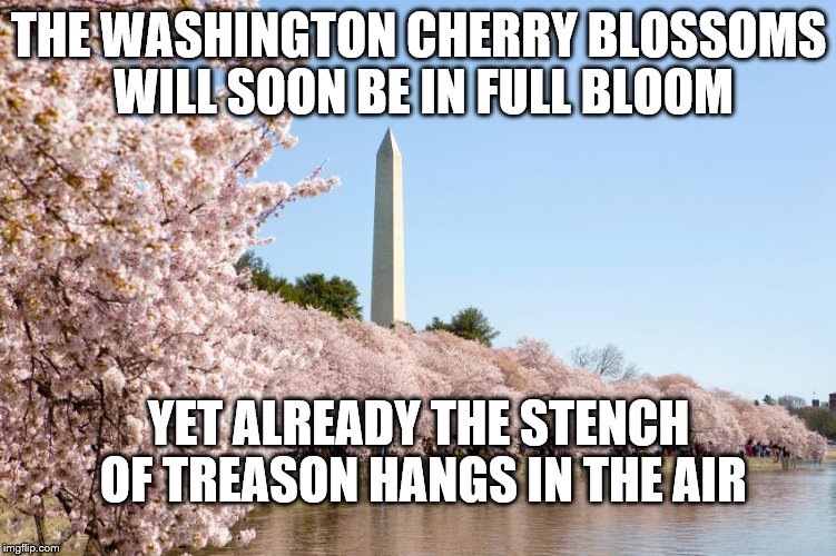 THE WASHINGTON CHERRY BLOSSOMS WILL SOON BE IN FULL BLOOM; YET ALREADY THE STENCH OF TREASON HANGS IN THE AIR | image tagged in cherry blossoms | made w/ Imgflip meme maker