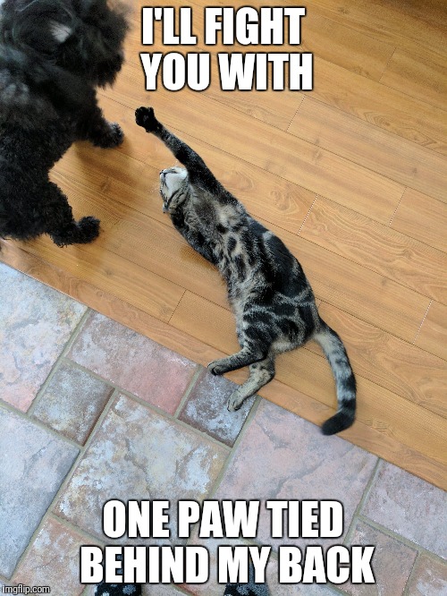 Capt. KitKat Jack | I'LL FIGHT YOU WITH; ONE PAW TIED BEHIND MY BACK | image tagged in funny cats | made w/ Imgflip meme maker
