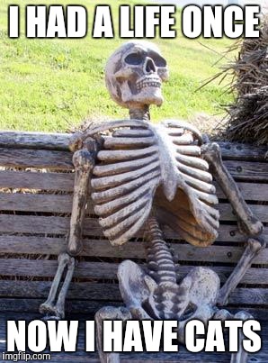 Waiting Skeleton Meme | I HAD A LIFE ONCE NOW I HAVE CATS | image tagged in memes,waiting skeleton | made w/ Imgflip meme maker