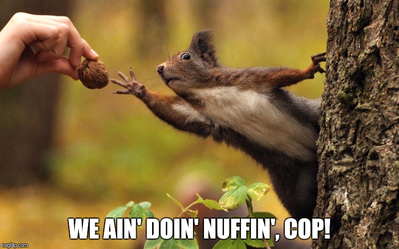 Squirrel reaching for nut | WE AIN' DOIN' NUFFIN', COP! | image tagged in squirrel reaching for nut | made w/ Imgflip meme maker