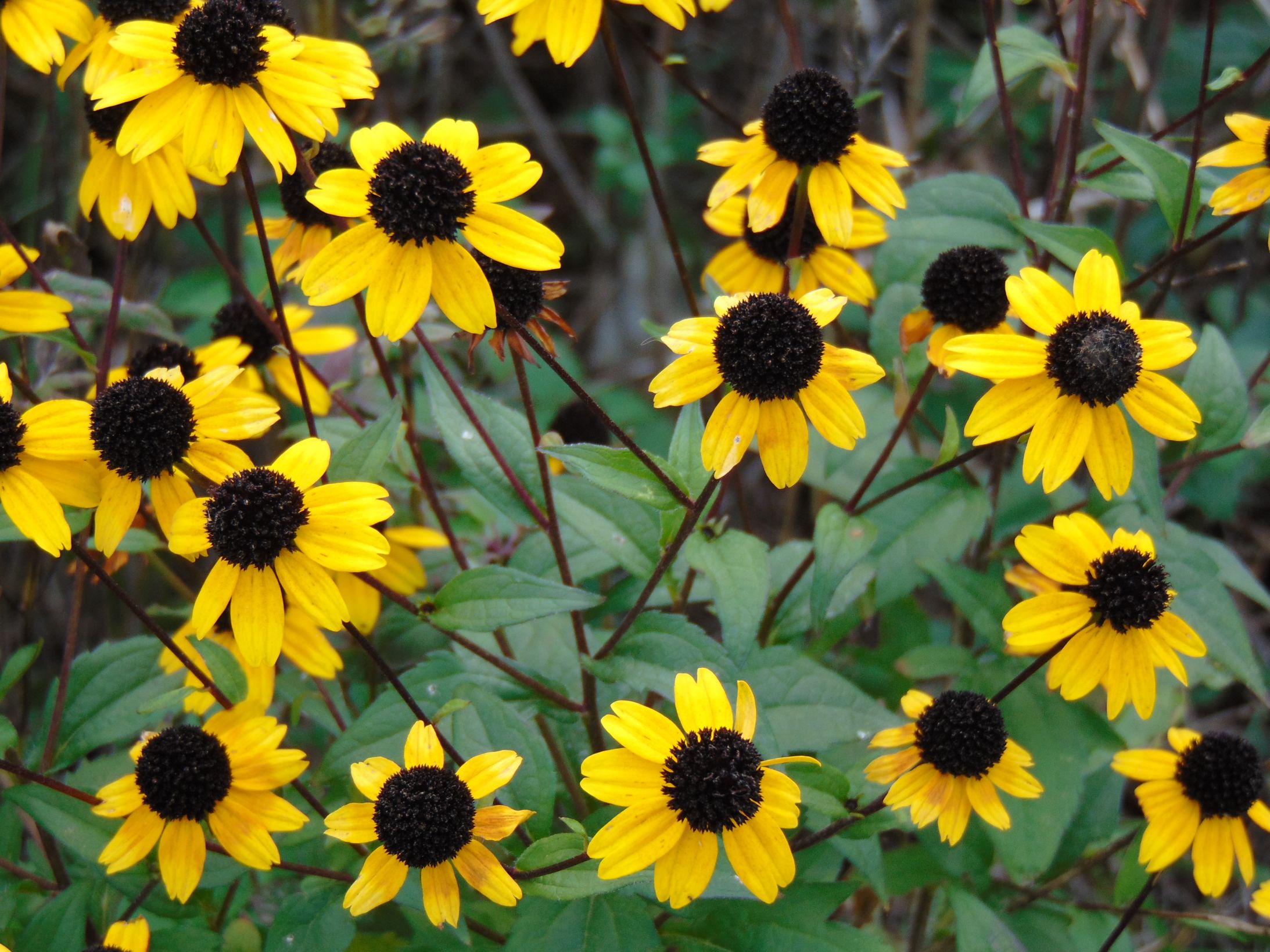 sunflowers Blank Meme Template