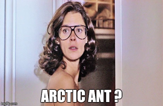 Jobeth Williams | ARCTIC ANT ? | image tagged in jobeth williams | made w/ Imgflip meme maker