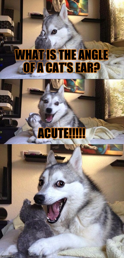 Bad Pun Dog Meme | WHAT IS THE ANGLE OF A CAT'S EAR? ACUTE!!!!! | image tagged in memes,bad pun dog | made w/ Imgflip meme maker