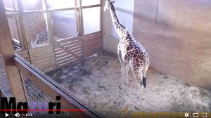 April the Giraffe Blank Meme Template