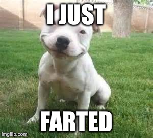 Dog memes | I JUST; FARTED | image tagged in dog memes | made w/ Imgflip meme maker