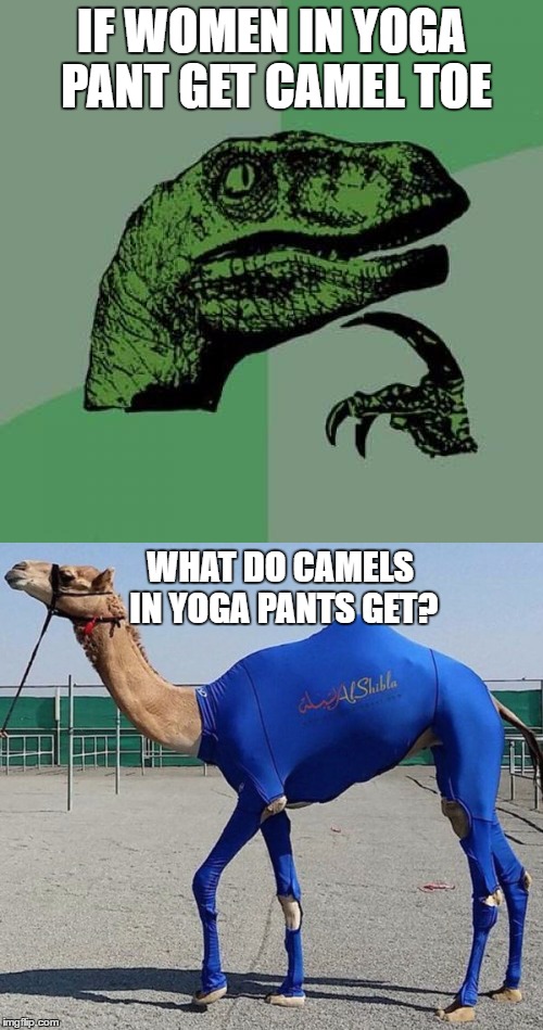 IF WOMEN IN YOGA PANT GET CAMEL TOE; WHAT DO CAMELS IN YOGA PANTS GET? | made w/ Imgflip meme maker