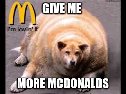 i only eat McDonald  | GIVE ME; MORE MCDONALDS | image tagged in fat dog | made w/ Imgflip meme maker