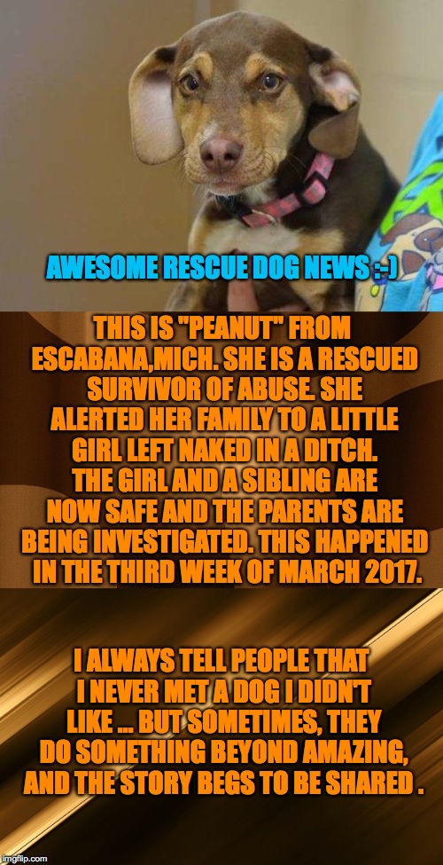 Dogs Are Awesome Full Stop. | THIS IS "PEANUT" FROM ESCABANA,MICH. SHE IS A RESCUED SURVIVOR OF ABUSE. SHE ALERTED HER FAMILY TO A LITTLE GIRL LEFT NAKED IN A DITCH. THE GIRL AND A SIBLING ARE NOW SAFE AND THE PARENTS ARE BEING INVESTIGATED. THIS HAPPENED  IN THE THIRD WEEK OF MARCH 2017. AWESOME RESCUE DOG NEWS :-); I ALWAYS TELL PEOPLE THAT I NEVER MET A DOG I DIDN'T LIKE ... BUT SOMETIMES, THEY DO SOMETHING BEYOND AMAZING, AND THE STORY BEGS TO BE SHARED . | image tagged in amazing story | made w/ Imgflip meme maker