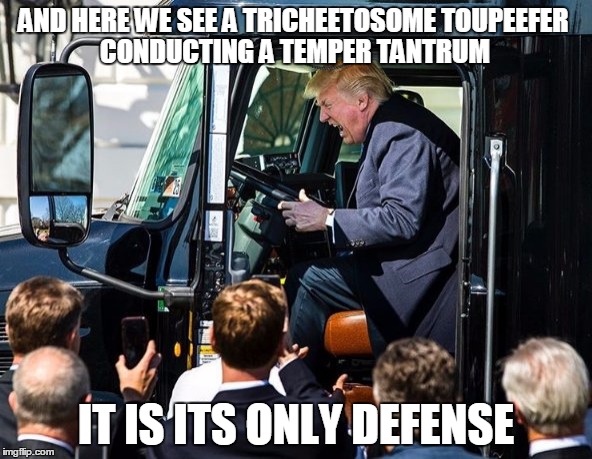 Trumpy Trump | AND HERE WE SEE A TRICHEETOSOME TOUPEEFER; CONDUCTING A TEMPER TANTRUM; IT IS ITS ONLY DEFENSE | image tagged in trumpy trump,prez cheeto,president trump | made w/ Imgflip meme maker