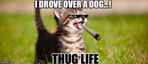 I DROVE OVER A DOG...! THUG LIFE | image tagged in thug life cat | made w/ Imgflip meme maker