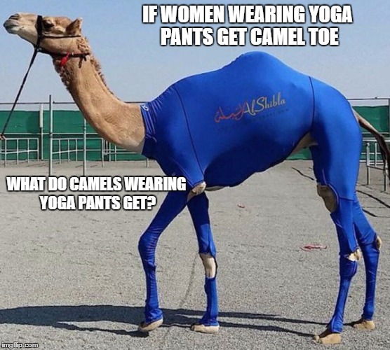 IF WOMEN WEARING YOGA PANTS GET CAMEL TOE; WHAT DO CAMELS WEARING YOGA PANTS GET? | image tagged in yoga pants week | made w/ Imgflip meme maker