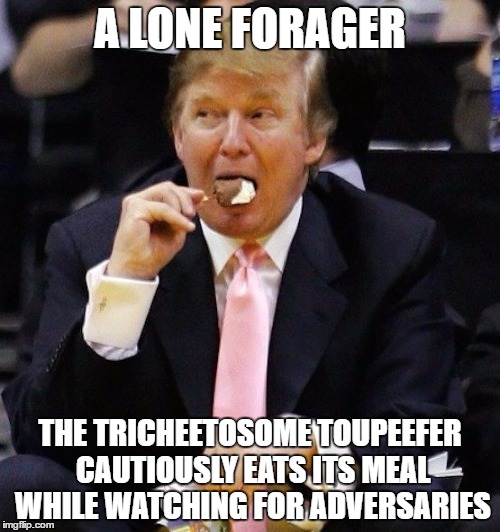 A LONE FORAGER; THE TRICHEETOSOME TOUPEEFER CAUTIOUSLY EATS ITS MEAL WHILE WATCHING FOR ADVERSARIES | image tagged in tricheetosome toupeefer,donald trump,president trump,prez cheeto | made w/ Imgflip meme maker