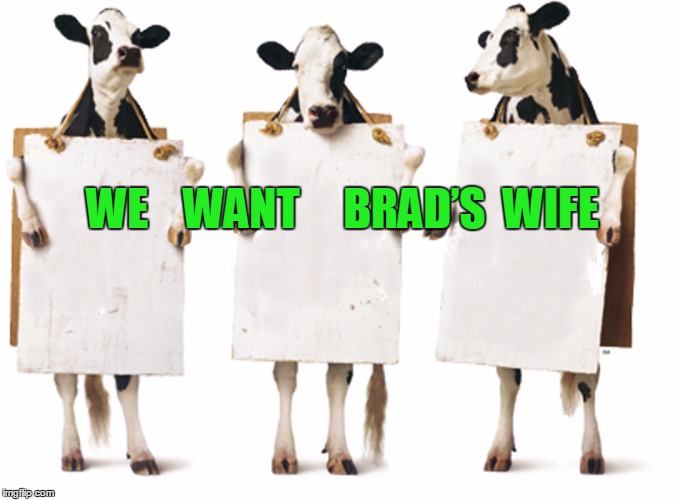 Chick-fil-A 3-cow billboard | WE    WANT     BRAD’S  WIFE | image tagged in chick-fil-a 3-cow billboard | made w/ Imgflip meme maker