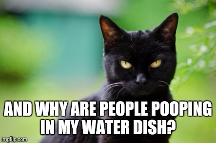 AND WHY ARE PEOPLE POOPING IN MY WATER DISH? | made w/ Imgflip meme maker