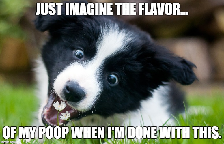 Just Imagine... | JUST IMAGINE THE FLAVOR... OF MY POOP WHEN I'M DONE WITH THIS. | image tagged in lol,dog,funny,memes | made w/ Imgflip meme maker