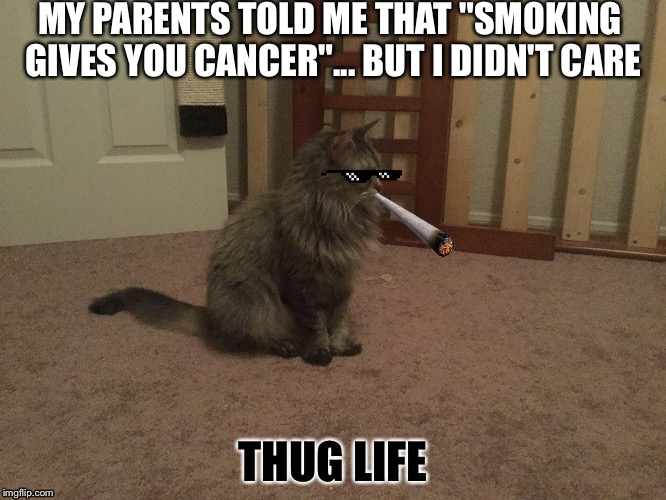 MY PARENTS TOLD ME THAT "SMOKING GIVES YOU CANCER"... BUT I DIDN'T CARE; THUG LIFE | image tagged in my cat meme | made w/ Imgflip meme maker