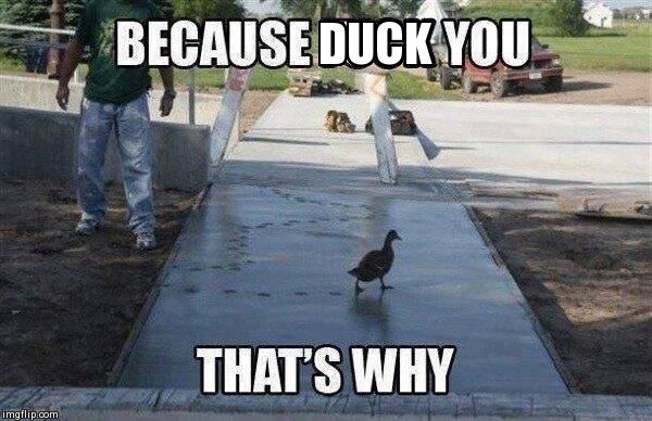 image tagged in funny,ducks,fails | made w/ Imgflip meme maker
