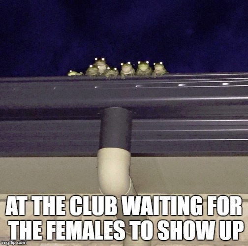 club | AT THE CLUB WAITING FOR THE FEMALES TO SHOW UP | image tagged in frogs | made w/ Imgflip meme maker