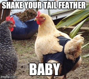 SHAKE YOUR TAIL FEATHER BABY | made w/ Imgflip meme maker