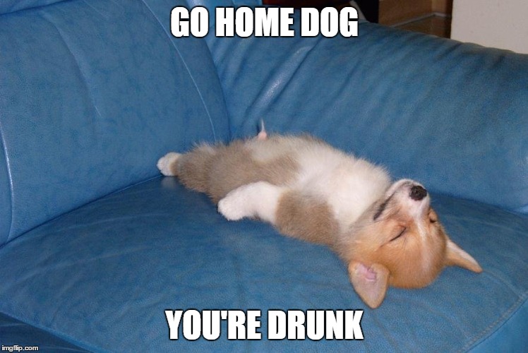Drunk Doggy | GO HOME DOG; YOU'RE DRUNK | image tagged in animals,lol,dog,go home youre drunk | made w/ Imgflip meme maker