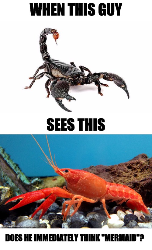 Perspective: one man's lobster ma be seen differently by othets | WHEN THIS GUY; SEES THIS; DOES HE IMMEDIATELY THINK "MERMAID"? | image tagged in scorpion,lobster,mermaid,memes | made w/ Imgflip meme maker