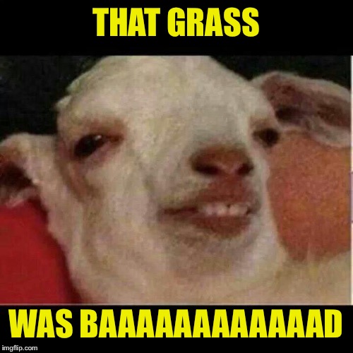 Drunk goat | THAT GRASS; WAS BAAAAAAAAAAAAD | image tagged in drunk goat | made w/ Imgflip meme maker