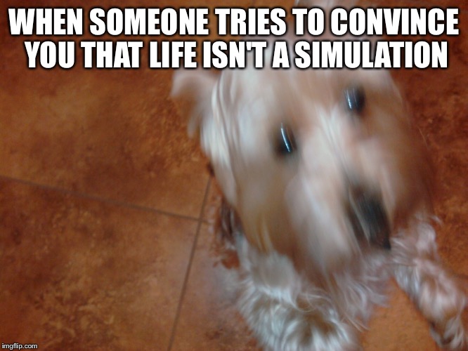 WHEN SOMEONE TRIES TO CONVINCE YOU THAT LIFE ISN'T A SIMULATION | image tagged in blurrydog,life,simulation | made w/ Imgflip meme maker
