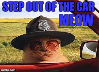 avo2484catsheriff | STEP OUT OF THE CAR; MEOW | image tagged in avo2484catsheriff | made w/ Imgflip meme maker