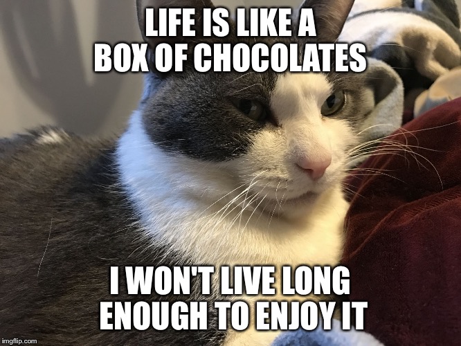 Just found out that my cat princess, aka kindness cat, has stomach cancer | LIFE IS LIKE A BOX OF CHOCOLATES; I WON'T LIVE LONG ENOUGH TO ENJOY IT | image tagged in kindness cat | made w/ Imgflip meme maker