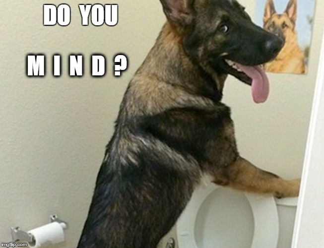 DO  YOU; M  I  N  D  ? | image tagged in bad pun dogs | made w/ Imgflip meme maker