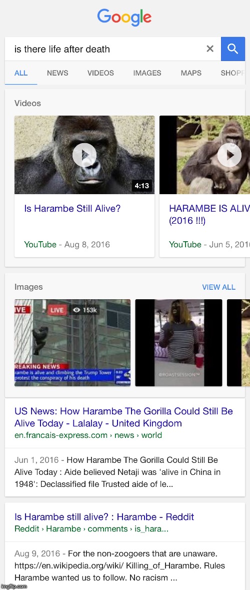 Harambe After Death | image tagged in funny memes,harambe,dicksoutforharambe,fake news,google search | made w/ Imgflip meme maker