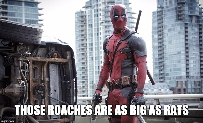 THOSE ROACHES ARE AS BIG AS RATS | made w/ Imgflip meme maker