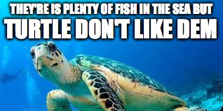 THEY'RE IS PLENTY OF FISH IN THE SEA BUT; TURTLE DON'T LIKE DEM | image tagged in turtle meme | made w/ Imgflip meme maker