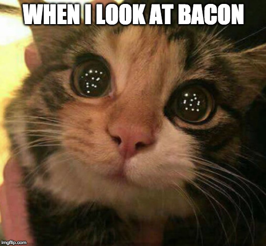 Why can't someone look at me like that? | WHEN I LOOK AT BACON | image tagged in cat love,bacon,love | made w/ Imgflip meme maker