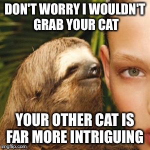 DON'T WORRY I WOULDN'T GRAB YOUR CAT YOUR OTHER CAT IS FAR MORE INTRIGUING | made w/ Imgflip meme maker