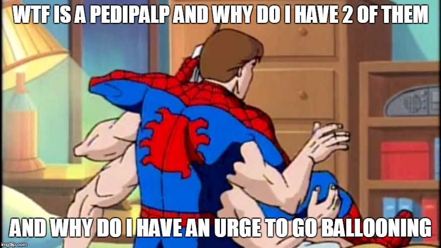 heres 1 for the arachnologists out there. | WTF IS A PEDIPALP AND WHY DO I HAVE 2 OF THEM; AND WHY DO I HAVE AN URGE TO GO BALLOONING | image tagged in spiderspiderman | made w/ Imgflip meme maker