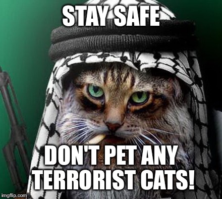 Sarcastic Terrorist Cat | STAY SAFE DON'T PET ANY TERRORIST CATS! | image tagged in sarcastic terrorist cat | made w/ Imgflip meme maker