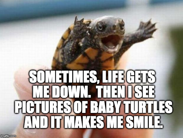 happy baby turtle | SOMETIMES, LIFE GETS ME DOWN.  THEN I SEE PICTURES OF BABY TURTLES AND IT MAKES ME SMILE. | image tagged in happy baby turtle | made w/ Imgflip meme maker